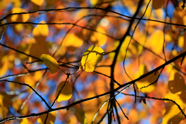 Colorful autumn leaves on blue sky background