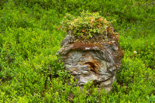 An old, burnt tree stump covered with Lingonberry plants in a summery old-growth forest in Salla National Park, Northern Finland