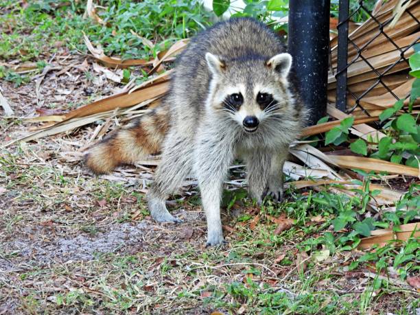 istock Raccoon (Procyon lotor) - showing it's teeth 2182733760