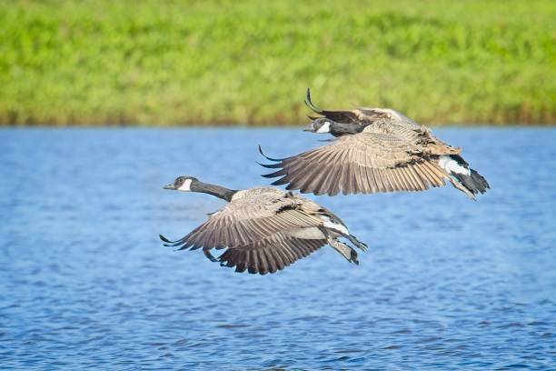 istock Two geese preparing to land in water. 2182734943