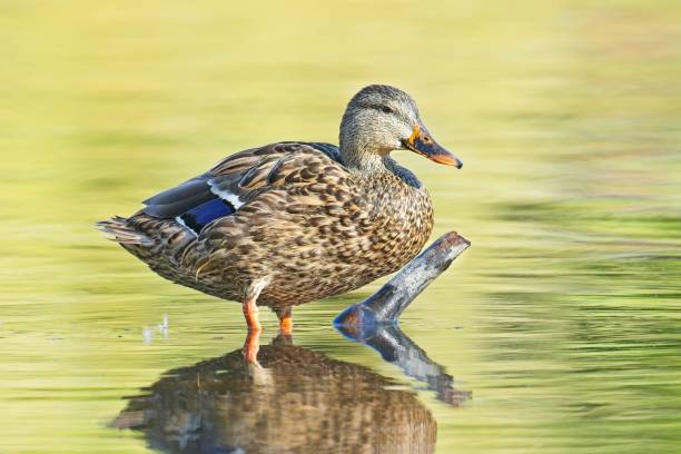 istock Female Mallard on stick in water. 2182734946
