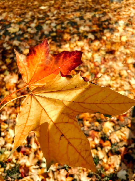 Autumn leaf held in hand. Autumn vivid colours.