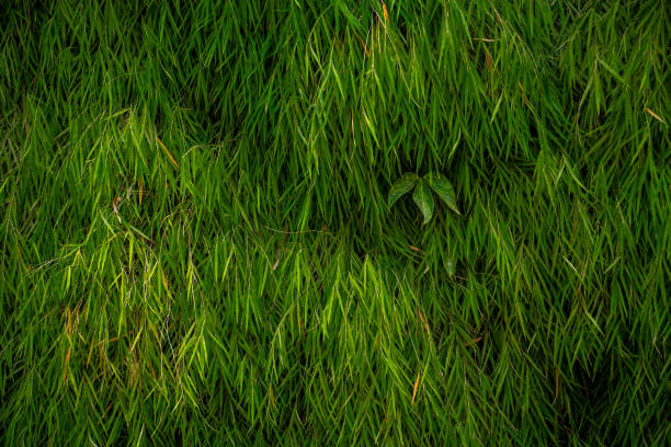 A dense texture of overlapping guadua bamboo leaves creates a vibrant and lush green pattern, perfect for natural-themed wallpapers. The image captures the intricate details and layered beauty of bamboo foliage in a close-up view.