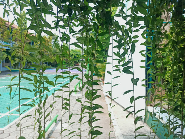 Close-Up Plant