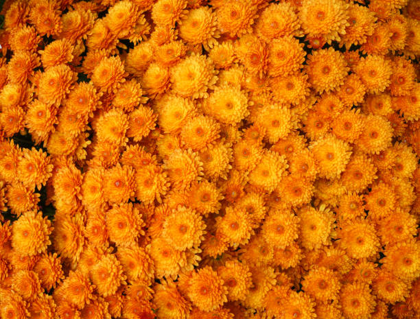 blooming chrysanthemum as flower background in autumn