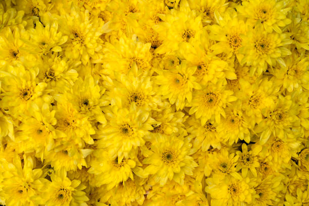 istock blooming yellow chrysanthemum as flower background in autumn 2182741123