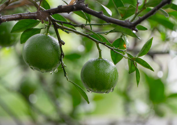 green orange on the branch