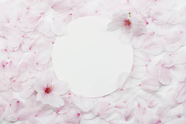 Blank card with cherry blossom petals on a white background