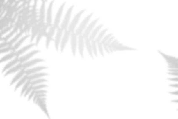 istock Fern branch shadow. Leaf shadow overlay. Sunlight trough the leaf. Nature organic shadow. Blurred Leaf shadow and light on wall background. 3d rendering 2182744227