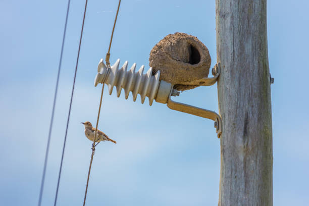 Rufous Hornero (Furnarius rufus) next to its nest on an urban power line pole.