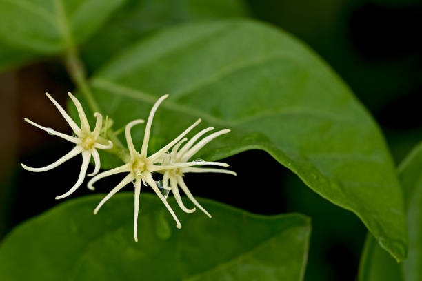 istock Arabian Jasmine stems that hold its petals after petals fell 2182751350