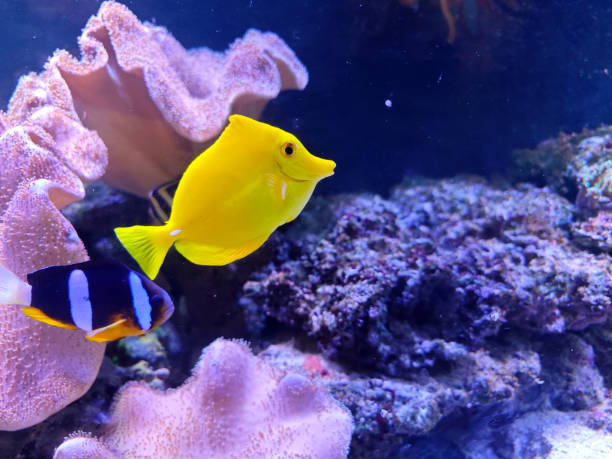 istock a yellow tang fish in aquarium under bright light 2182753077