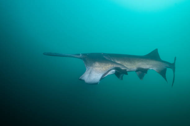istock American paddlefish feeding on plankton in lake 2182753178