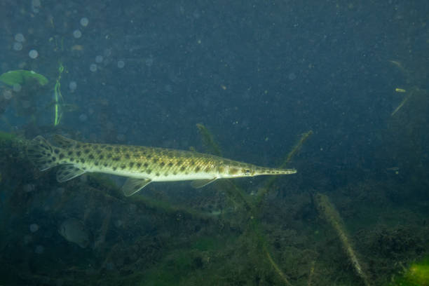 istock Florida gar in dark wetland 2182753271