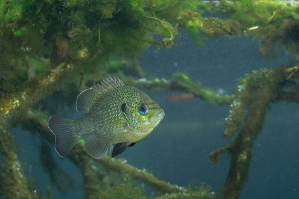 istock Spotted sunfish surrounded by woody debris 2182754058