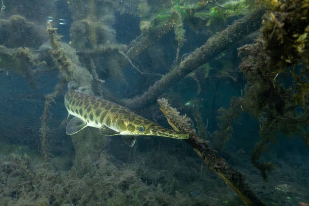 istock Florida gar swimming in dark wetland 2182754062