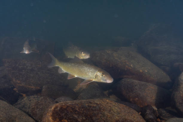 Fish farm shot in Oregon