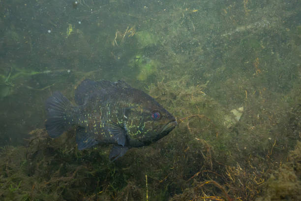 istock Warmouth sunfish in a spring with several aquatic plants 2182754844