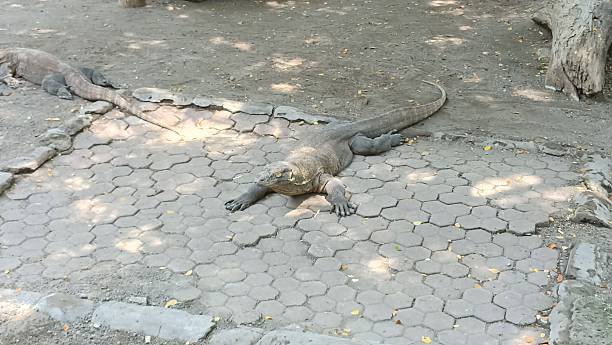istock A Pair Of Komodo Dragons Rest In A Park Basking In The Sunlight On Patterned Stone Presenting A Serene And Somewhat Prehistoric Ambiance 2182756463