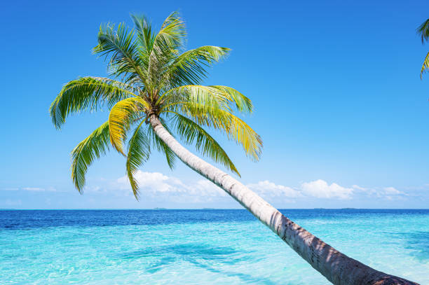 istock Coconut palm tree and tropical turquoise sea with sunny blue sky background 2182757417