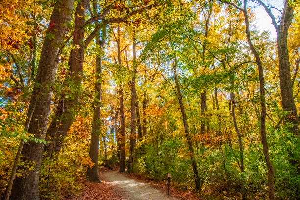 istock Beautiful autumn tree colors while walking through the forest 2182757647
