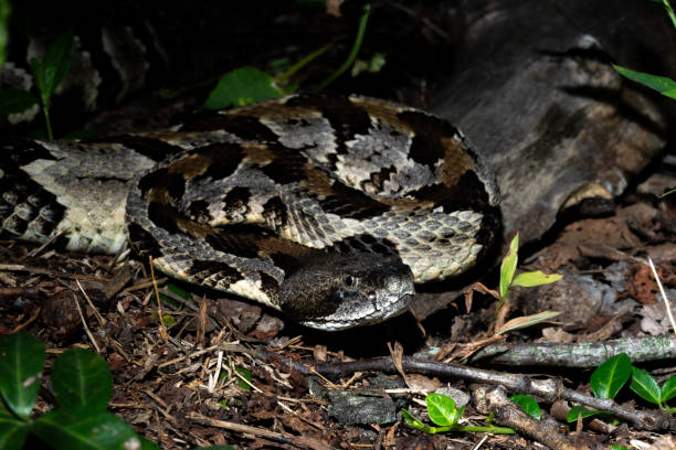 istock Timber rattlesnake laying to wait in ambush 2182757764