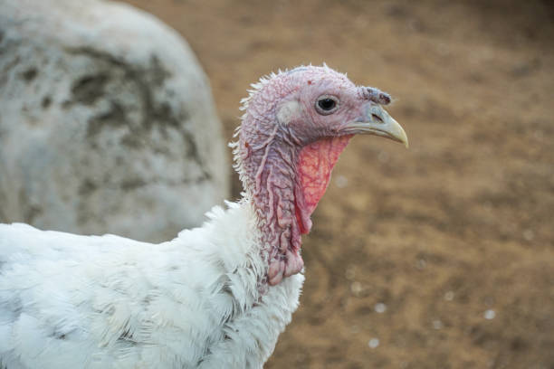 The female white royal palm turkey is walking while spreading its feathers because it is alert and threatened. Concept for World Animal Day