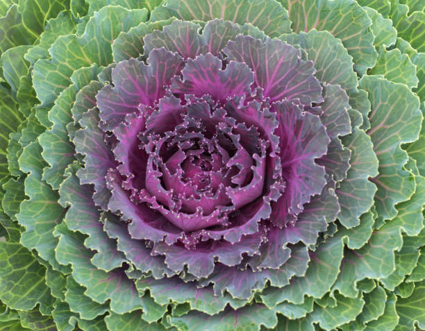 istock purple ornamental kale as natural background 2182768037