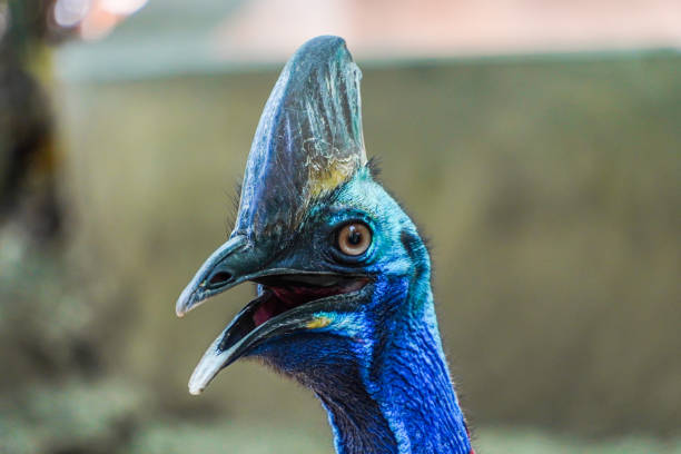 Southern Cassowary (Casuarius casuarius) double-wattled cassowary is a large flightless black bird, found in Indonesia, Papua New Guinea and Northeastern Australia. Concept for World Animal Day