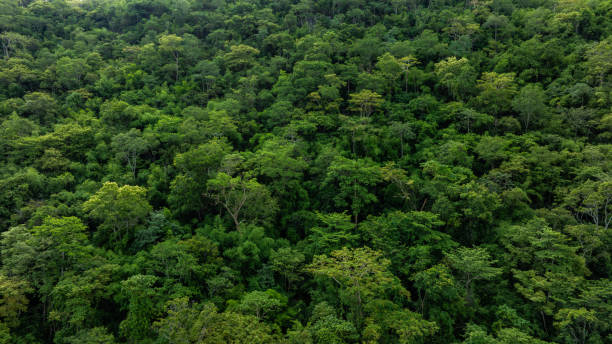 istock aerial view of mixed forest, green deciduous trees with mist clouds. The rich natural ecosystem of the rainforest concept is about conservation and natural reforestation 2182772488