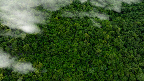 istock aerial view of mixed forest, green deciduous trees with mist clouds. The rich natural ecosystem of the rainforest concept is about conservation and natural reforestation 2182772498