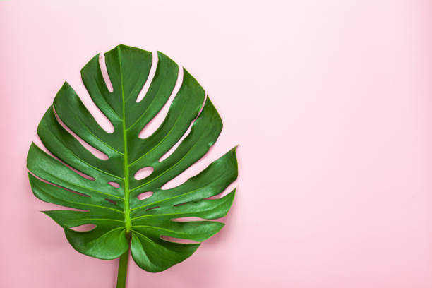 istock Natural green monstera leaf on pastel pink background. 2182773987