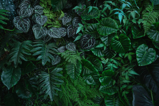 istock Group of dark green tropical leaves background. 2182774841