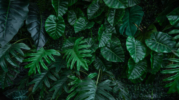 istock Group of dark green tropical leaves background. 2182774916