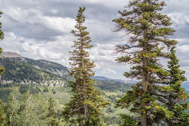Mountain landscape featuring pine trees and a cloudy sky, capturing the natural beauty of the highlands