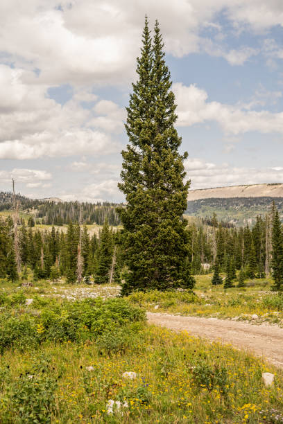 istock Tall pine tree beside a dirt trail winding through a mountain meadow with wildflowers 2182777387