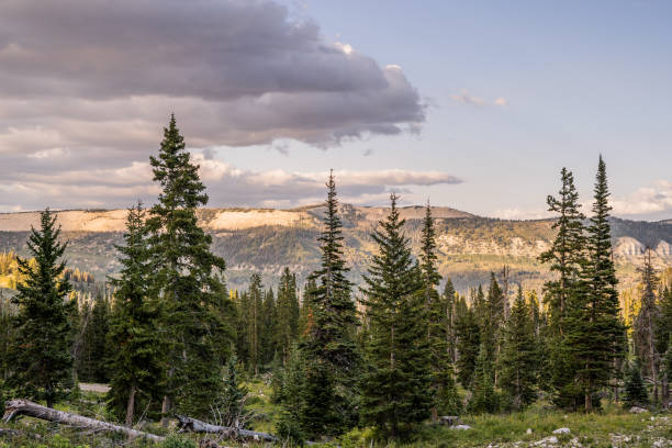 istock Forest landscape with tall pine trees and distant mountains under a cloudy sky 2182777508