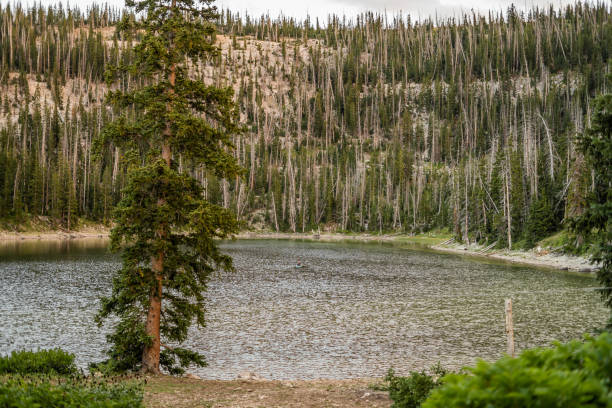 Forested mountain lake with a lone kayaker and tall trees