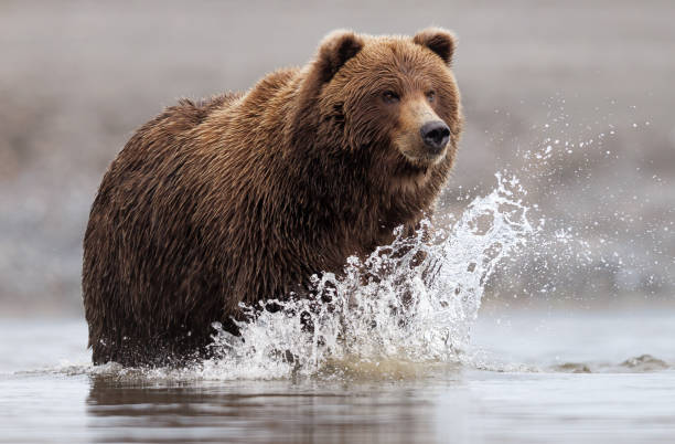 istock A brown bear enters the river 2182777680