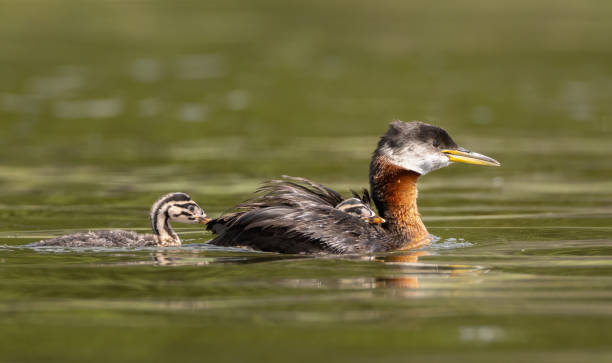istock A red-necked grebe on a lake with her chicks 2182777931