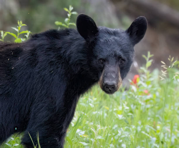 istock Close up of a black bear 2182777945
