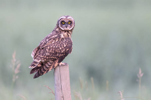 istock A short-eared owl sitting on a fence post 2182777950