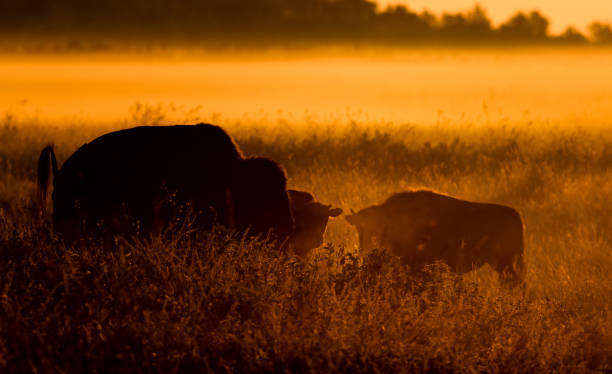 istock A pair of bison at sunrise 2182777974