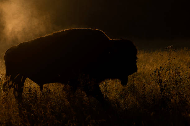 A large bison standing in the cold at sunrise