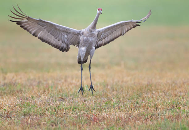 istock A sandhill crane wings fully spread jumping in a field 2182777995