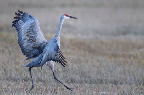 istock A sandhill crane striding across a field 2182778007
