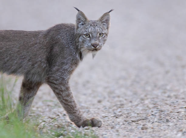istock A Canada Lynx stepping onto a gravel road 2182778024