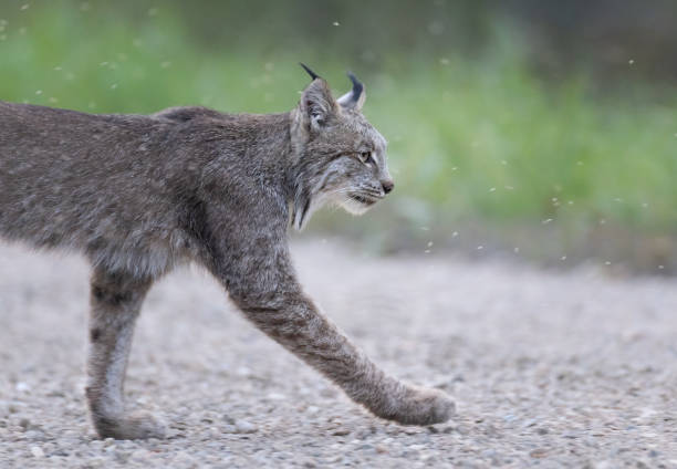 istock A Canada Lynx crossing a road 2182778027