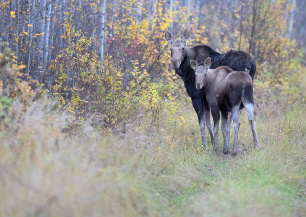 istock A cow moose and her calf on a forest path in fall 2182778109