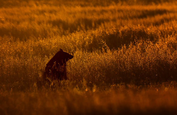 A black bear sitting in a field at sunset